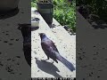 A Beautiful Grackle Visits! 😍