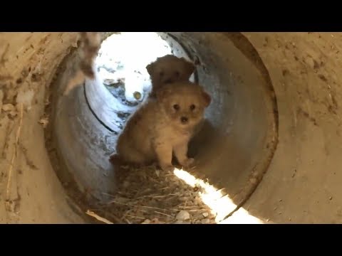 Scared Puppies Rescued from a Pipe