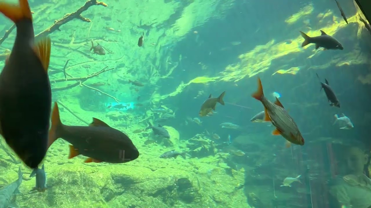 See vivid sea life at Alpenzoo Innsbruck.