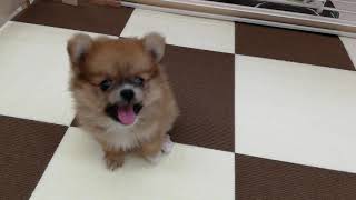 ハーフ犬の動画01