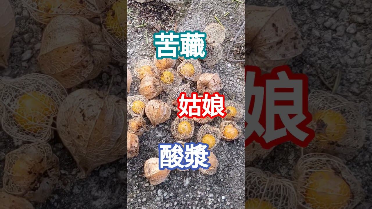 特色水果：苦蘵 / 姑娘 /酸漿｜大興安嶺