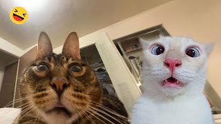 Funny Dogs And Cats Videos 2024 😅 - Best Funniest Animal Videos Of The week #16
