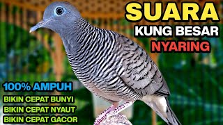 Download lagu Perkutut Lokal Gacor Suara Kung Besar Pancingan Burung Perkutut Agar Bunyi. mp3 Download lagu Perkutut Lokal Gacor Suara Kung Besar Pancingan Burung Perkutut Agar Bunyi. mp3