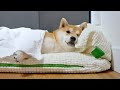 My Shiba Inu S Morning Routine