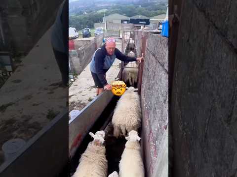 I can’t believe he missed one 🤯 #paulinashows #viralvideo #reaction #satisfying