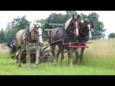 Amish Harvest Oat Binding 👨‍🌾🐴🌾 ( PTXVI )