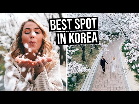 You Need to Visit Busan in South Korea - Everything To See & Do