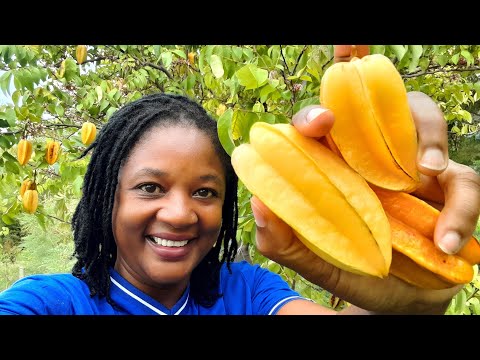 The FOOD FOREST That Is Always Giving! Over 30 EXOTIC FRUIT TREES 