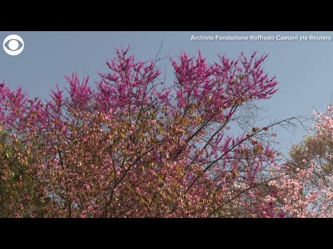 Romantic garden in bloom draws visitors in Italy