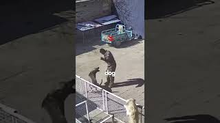 How To Handle a Dog Attack?