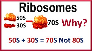 Why 50S + 30S = 70S for Ribosomes?