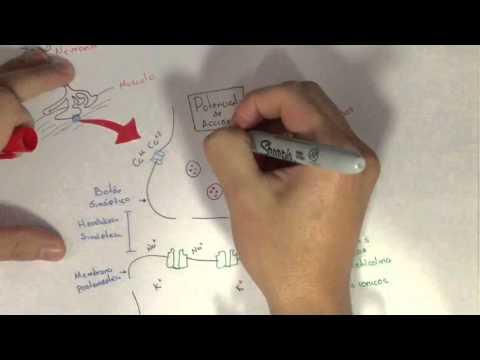 Fisología: Unión Neuromuscular