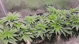 Day 1 to 42 – 4 Plants in the SpiderFarmer 2x4 Tent under the G4500