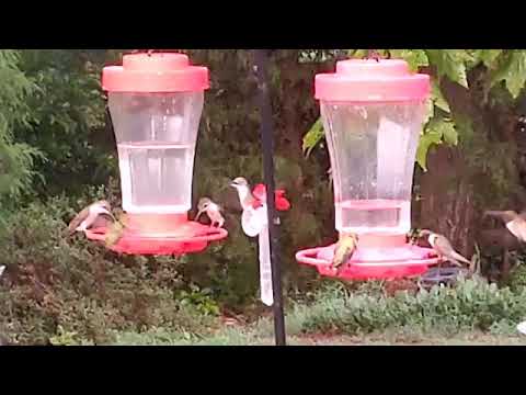 Hungry Hummingbirds after a thunderstorm