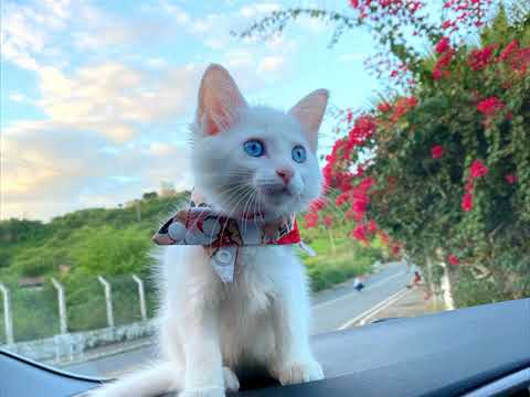 Pet Felina branca peluda de olhos azuis será angorá ou albina