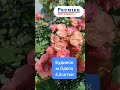 Видео превью