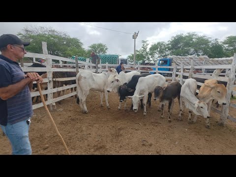 FEIRA DO GADO DE S.C.C-PE 09/03/2026 