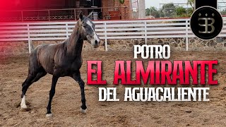 Chuy Lizárraga - El Vlog - Rancho El Aguacaliente -Potro El Almirante