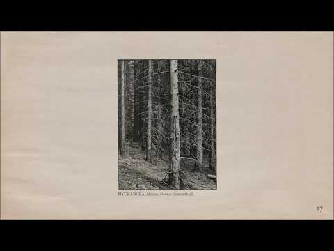 The Memoir - Page 17: Hydrangea