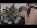 Giant Maine Coon Cat ATTACKS Groomer