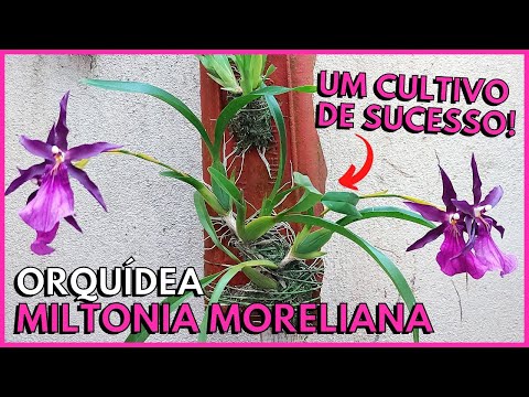 , title : 'VEJA O RESULTADO INCRÍVEL DESSE CULTIVO DA ORQUÍDEA MILTONIA MORELIANA'