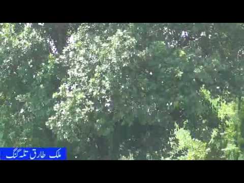 Hath vekh k jogia das menu dildar kadu hal aa vay ga by Attulha Khan esakehlvi