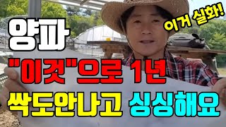 작년 양파 상태 확인했어요 신문지말고 이걸로 덮어서 보관해요 #양파보관법 #양파1년내내싱싱하게먹기 #양파오래…