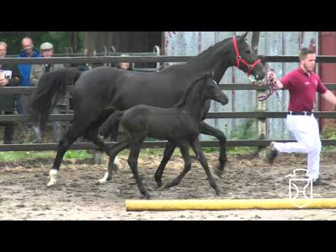 ODRZ039 Hengstfohlen von Casall   Cormint   Calypso II