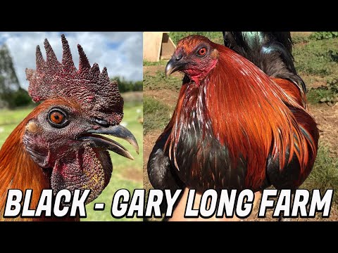 Beautiful Black Birds Gary Long Farm