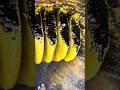 Black Gold Honey Harvest 🐝 | Pipe Beehive Magic! ✨ | So Mysterious & Delicious #viralshorts #shorts