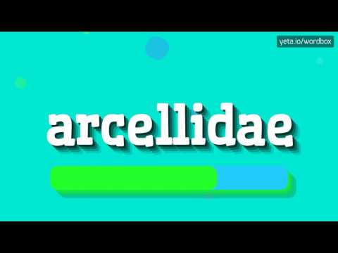 ARCELLIDAE - HOW TO PRONOUNCE IT!?
