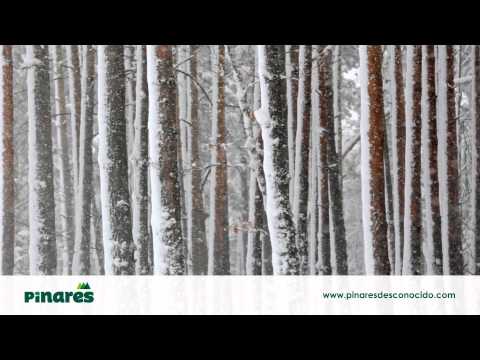 Pinares Desconocido - Neila