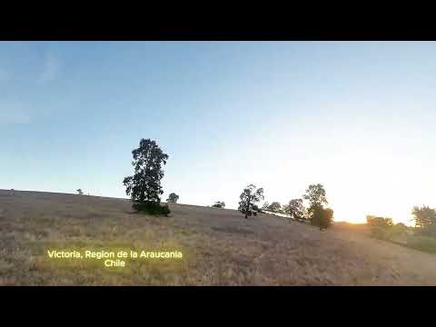 Vista Dron Dji Avata sobre Victoria, Rio Traigen, Region de la Araucania