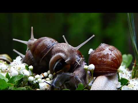 Wildlife Ralaxation Nature 4K - Rainforest - Jungle Animals- Nature Relaxation Film