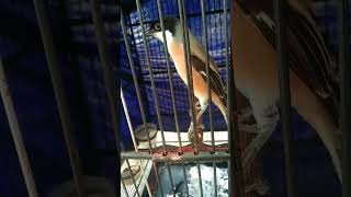 Download lagu cendet isian prenjak full emosi@DUNIAKICAU02  cocok untuk masteran mp3