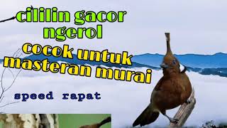 Download lagu masteran cililin gacor ngerol cocok untuk masteran murai.. mp3