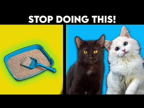Why is Your Cat Peeing Outside The Litter Box? *Easy Fix*