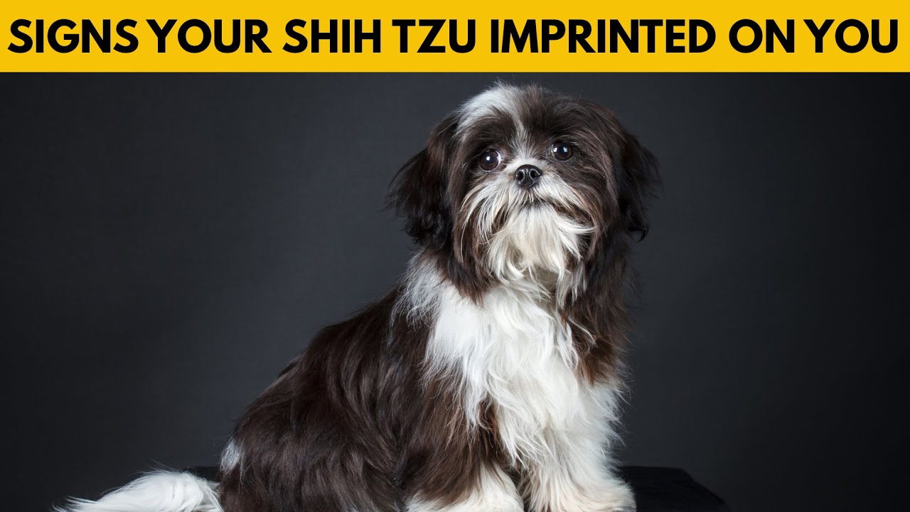 10 Signs Your Shih Tzu Considers You Its Mother