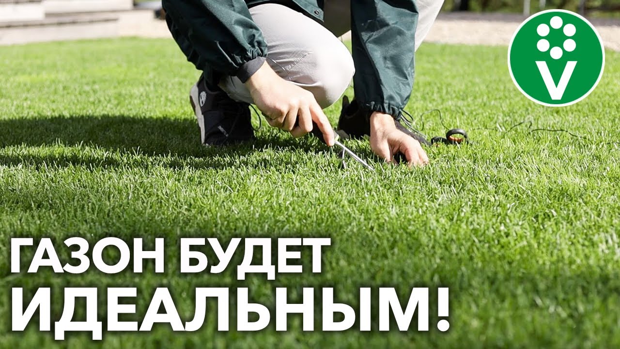 ГАЗОН ДЛЯ ЛЕНИВЫХ! Сделайте ТАК в сентябре и отдыхайте! ГАЗОН ДЛЯ ЛЕНИВЫХ! Сделайте ТАК в сентябре и отдыхайте!