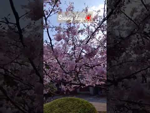 日本文学文化学科 【Vlog】Sunny days☀