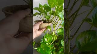 3 secret tips for bushy Money Plant without extra fertilizer