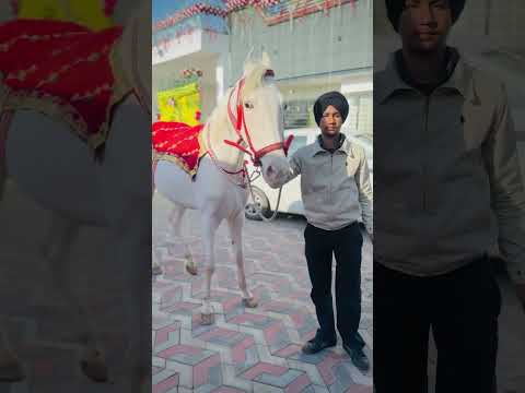 Roti pani jass bajwa | punjabi new songs | horses | arjan Dhillon | horse videos | songs