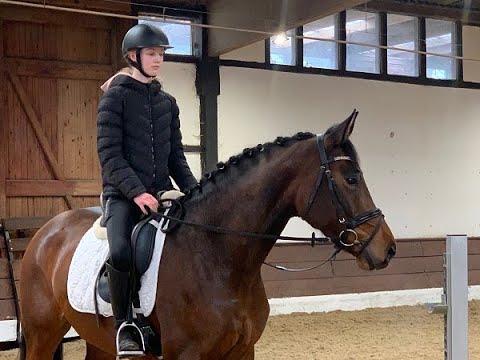 CLAIRCHEN 5j. v. Comte - Heraldik  VB 12.500,- Euro