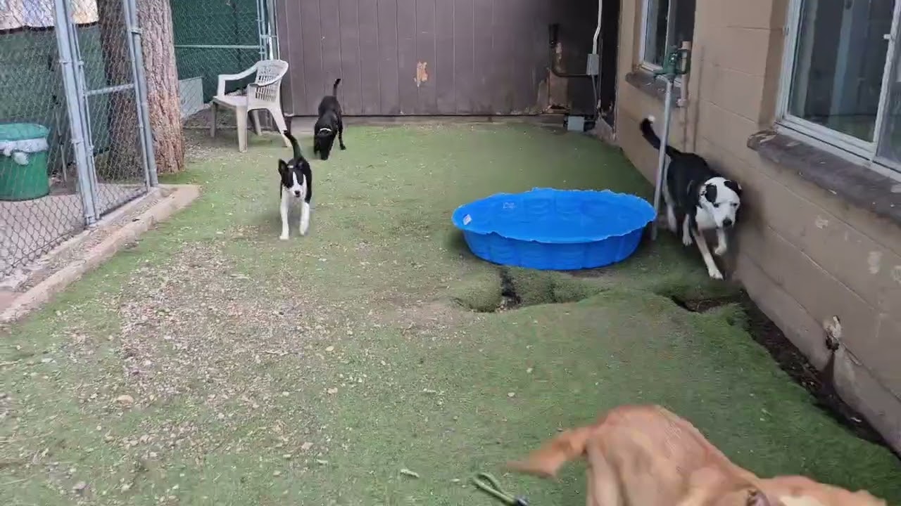 Enlarge Scram - In Foster!, a Adoptable Mixed Breed in Flagstaff, AZ video 6/6
