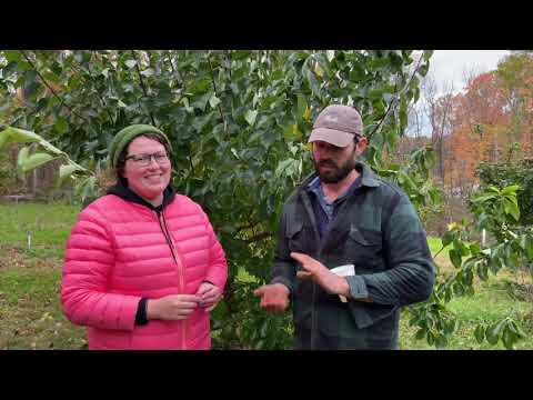 What Does a Che Fruit Taste Like?