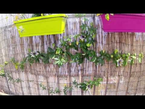 timelapse passion flower