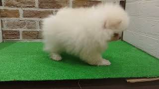 ポメラニアンの動画01