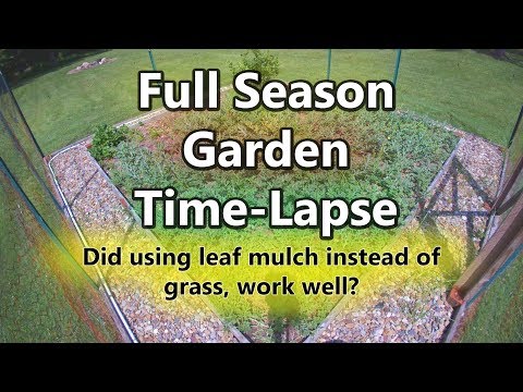 3 Month Watermelon Garden Time-Lapse | How Well Did They Grow?
