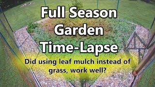 3 Month Watermelon Garden Time-Lapse | How Well Did They Grow?