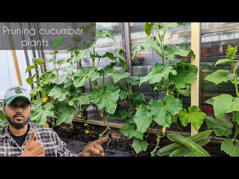 How to prune cucumber plants | Save Space | increase maximum production in less time !! | #garden